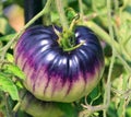 Blue Beauty Tomato a cross between âBeauty Kingâ and a blue tomato. Royalty Free Stock Photo